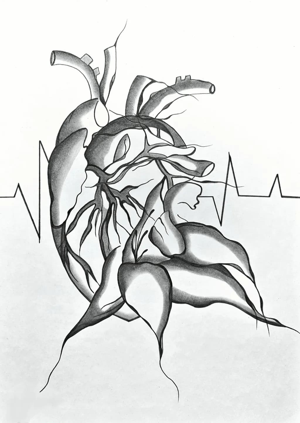 Pulse Anatomy