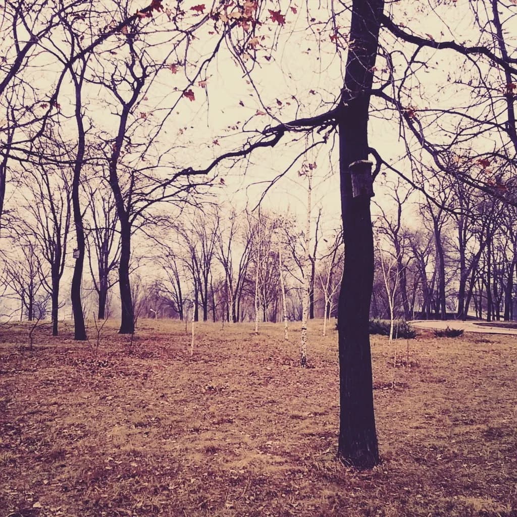 Bare Branches