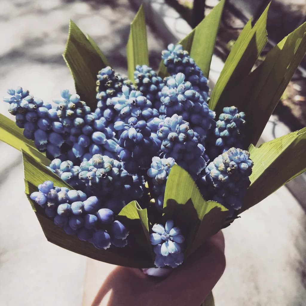 Blue Grape Bouquet