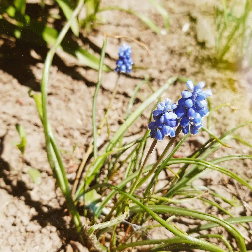 April Blue Blossoms