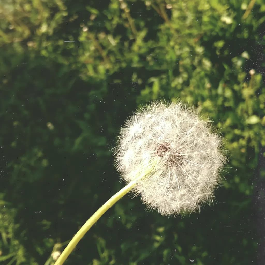 OneShot Dandelion