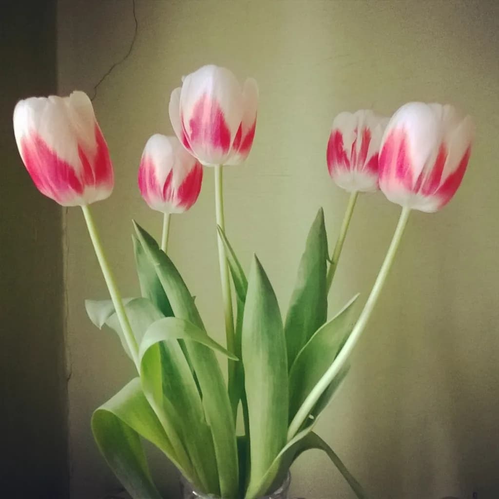 Pink Flame Tulips