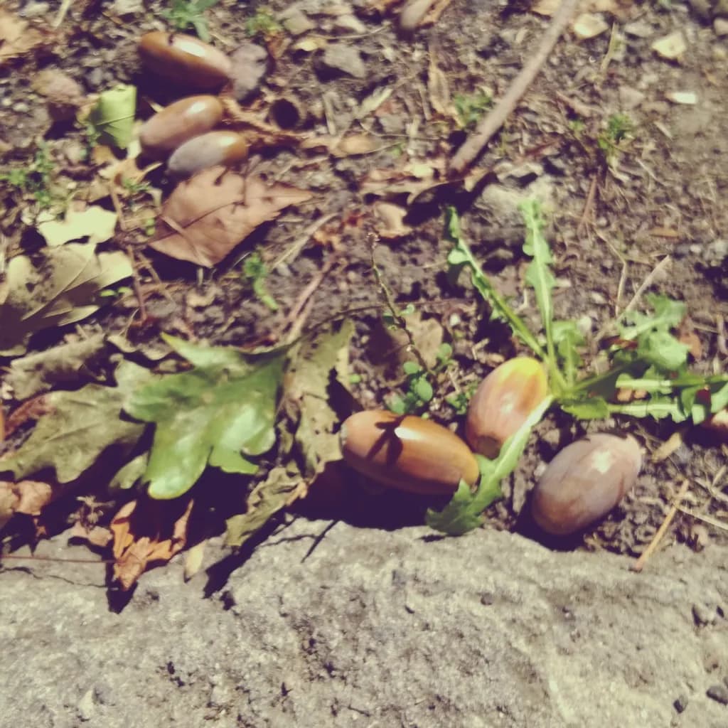 Forest Floor Acorns