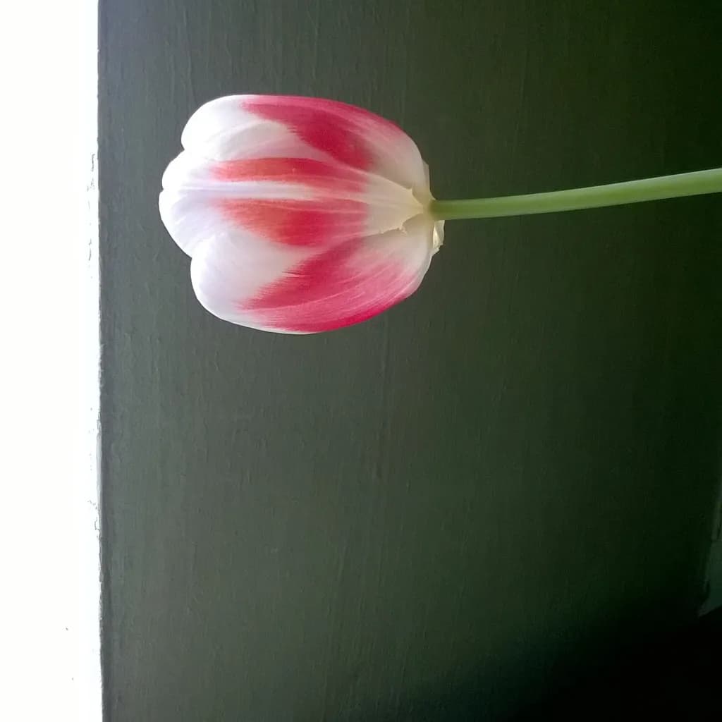 Crimson Petal Profile