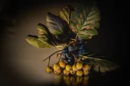 Autumn Berry Still Life