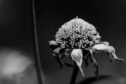 Vanitas in monochrom