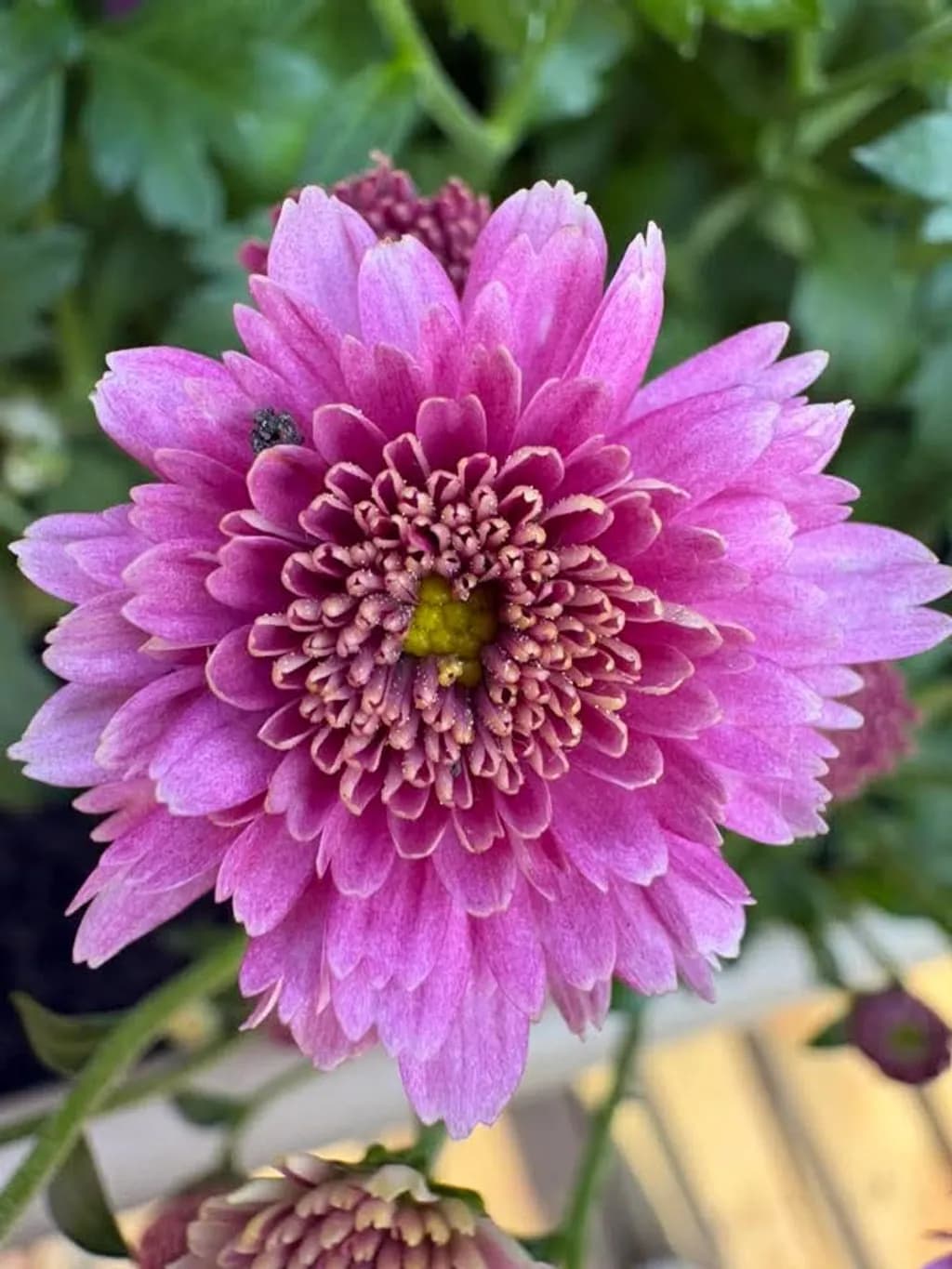 Vivid Chrysanthemum