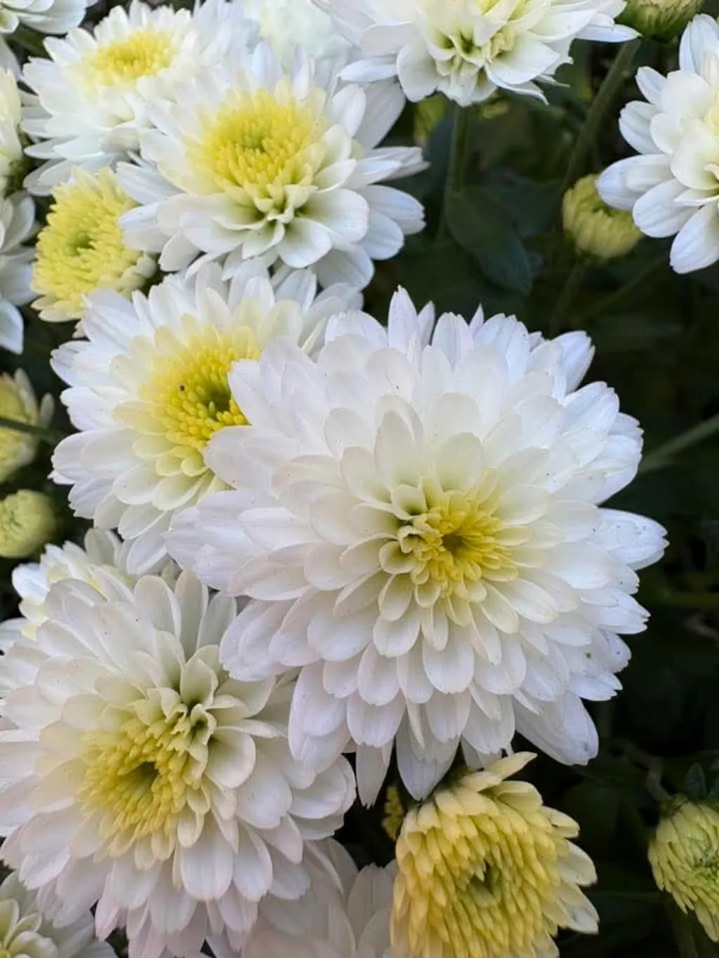 Clustered Chrysanthemums