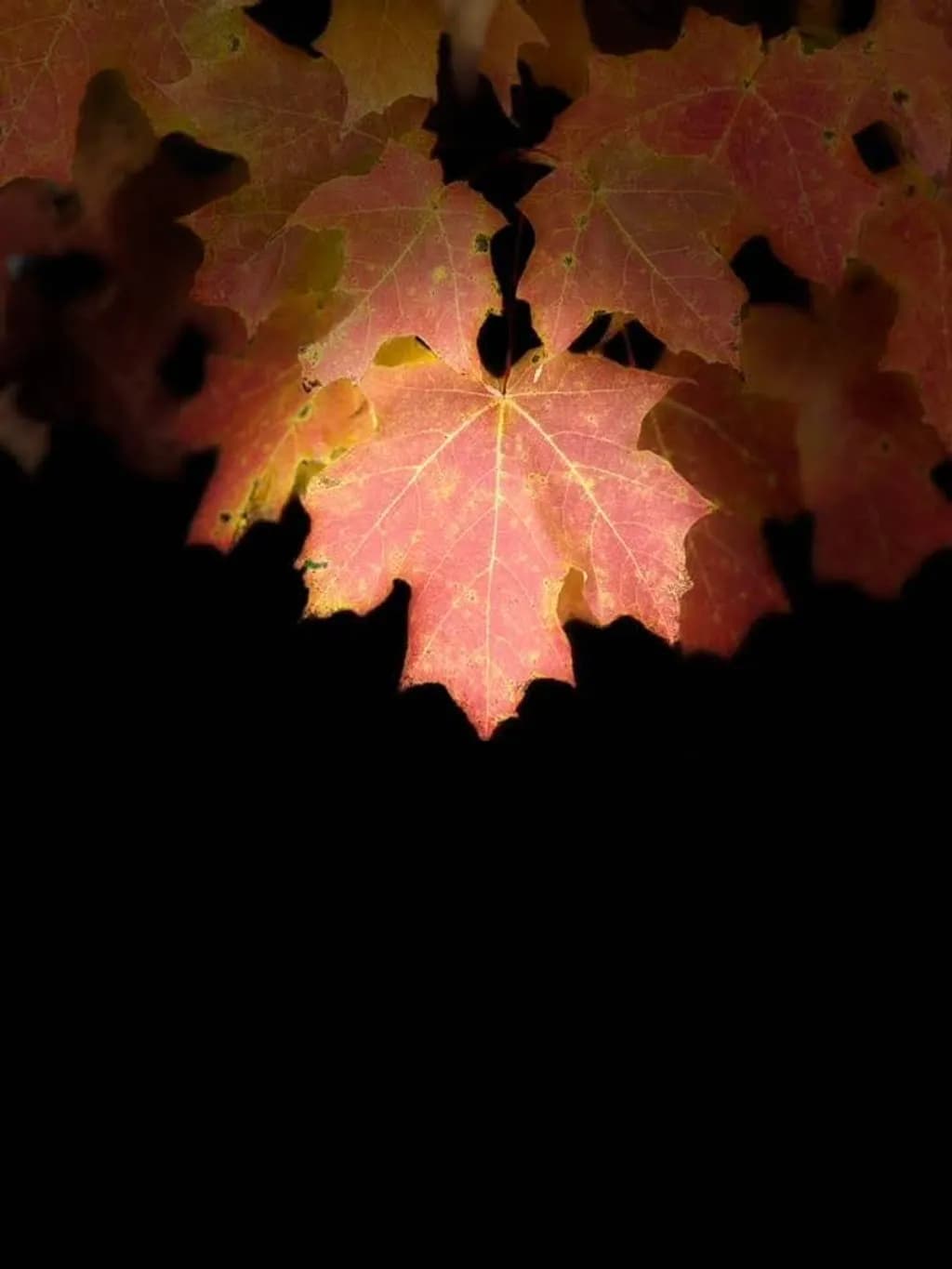 Maple Glow