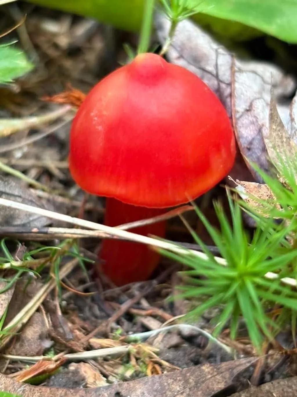 Crimson Cap