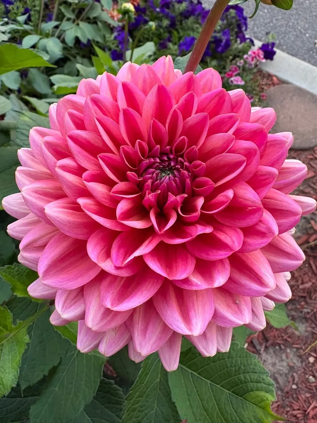 Radiant Dahlia Bloom