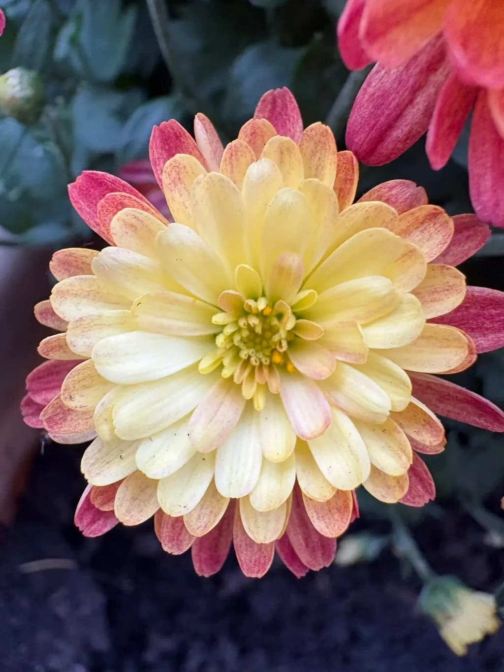 Chrysanthemum Glow