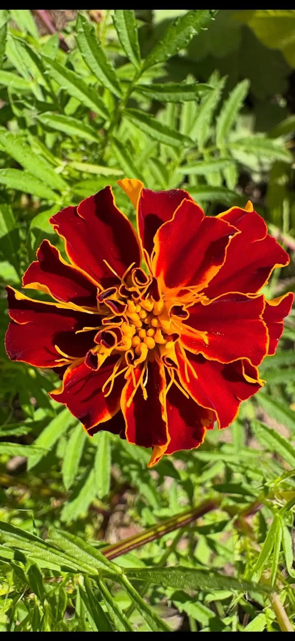 Marigold Flame