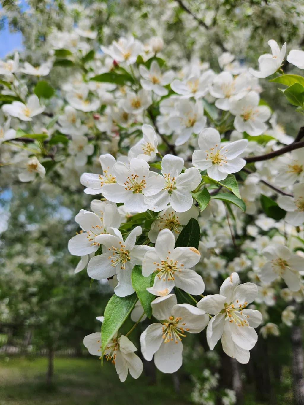 Spring Blossom Cluster