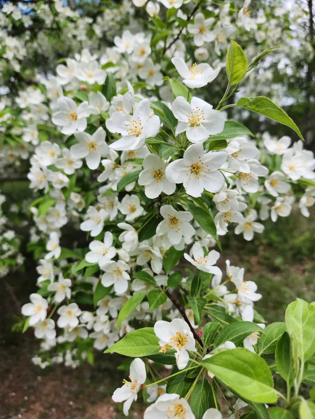 Spring Blossom Cluster