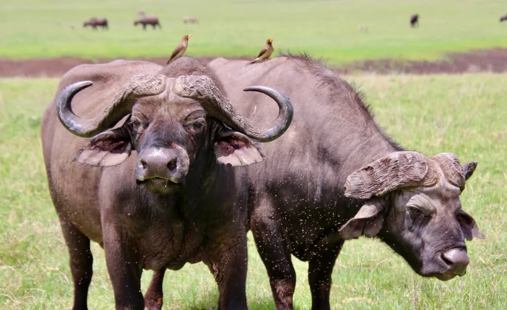 Buffalo Companions