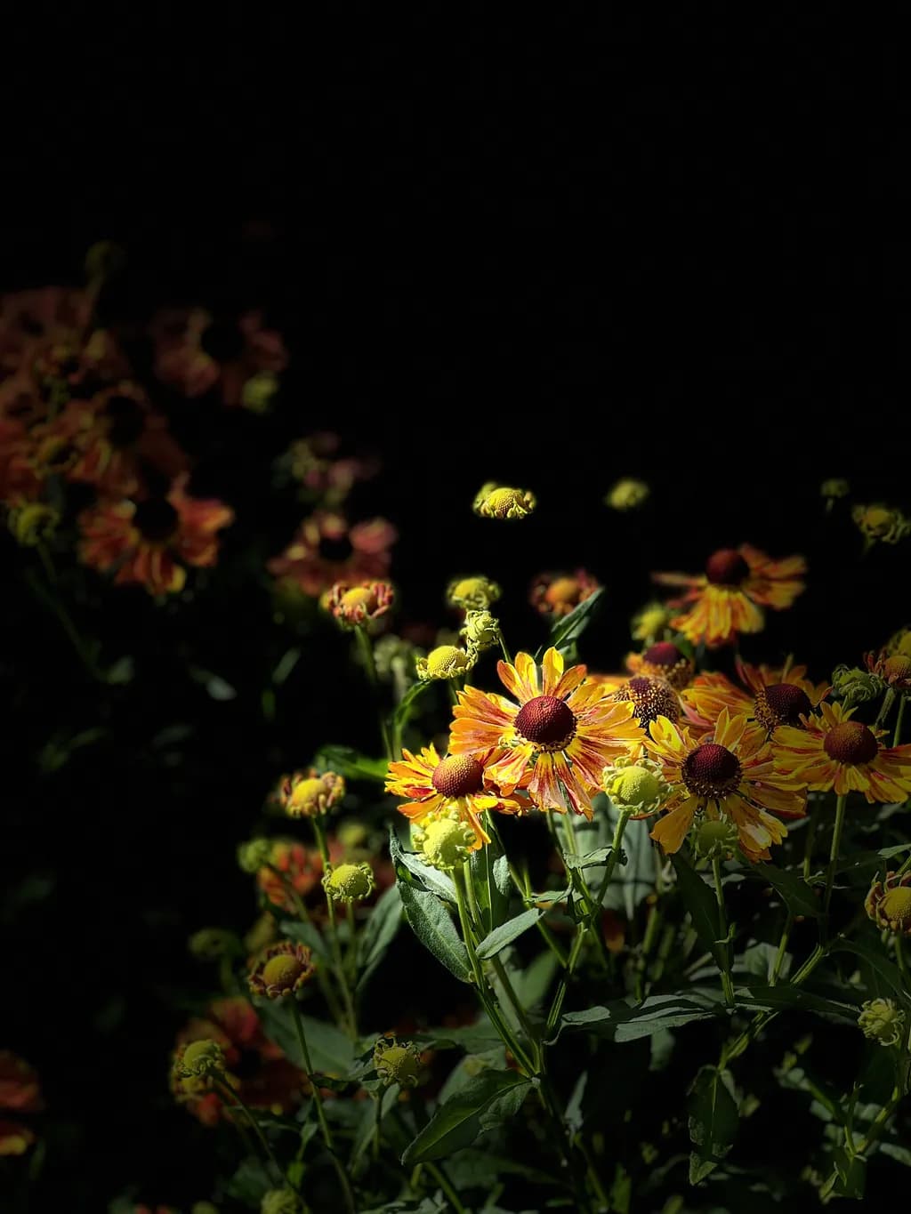 Golden Blooms
