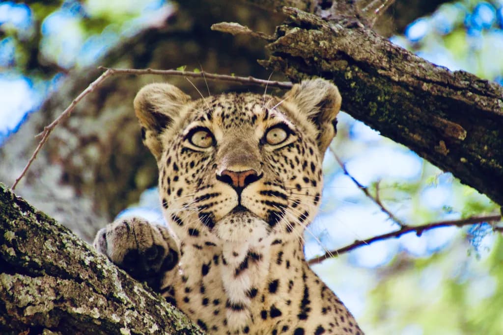 Leopard Gaze
