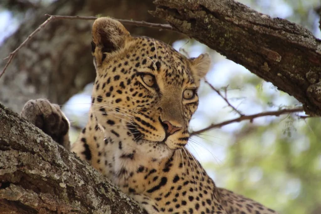 Leopard Contemplation