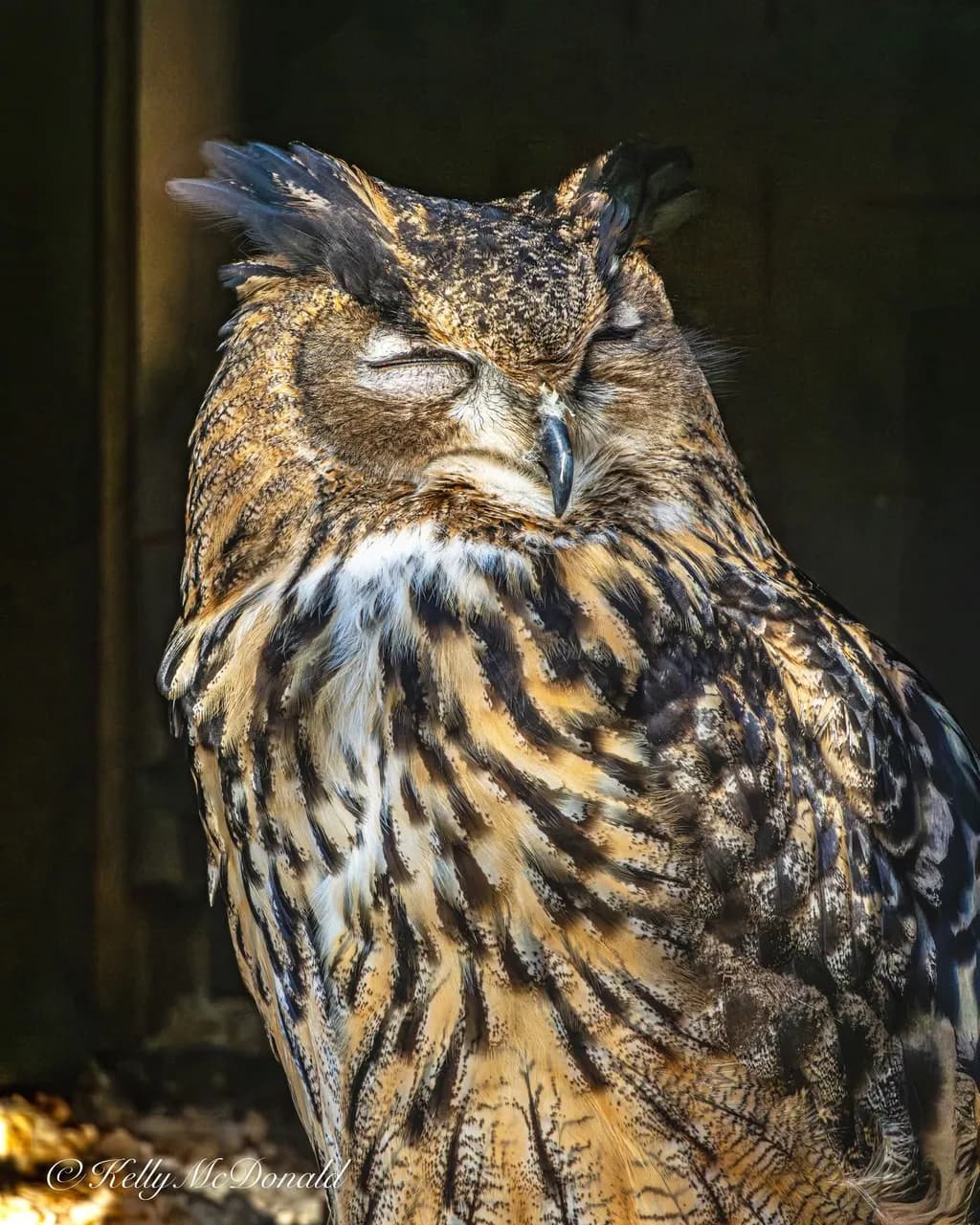 Drowsy Majesty
