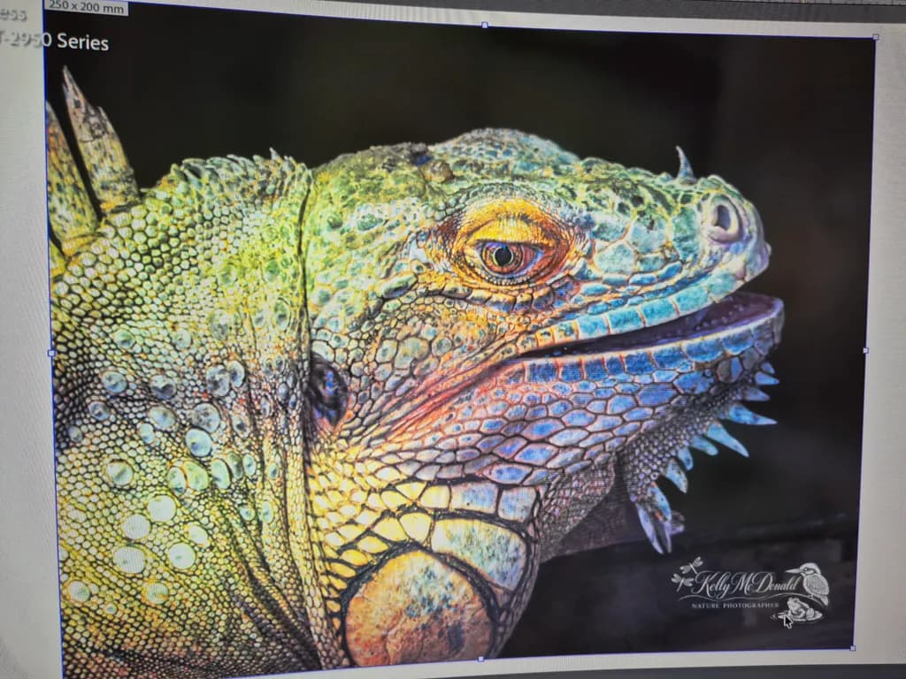 Iridescent Iguana Profile