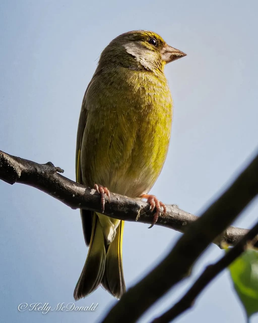Green Finch Perch