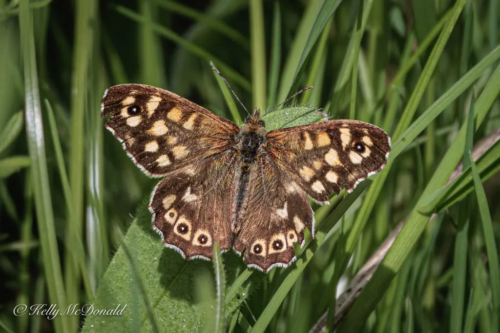 Speckled Gatekeeper