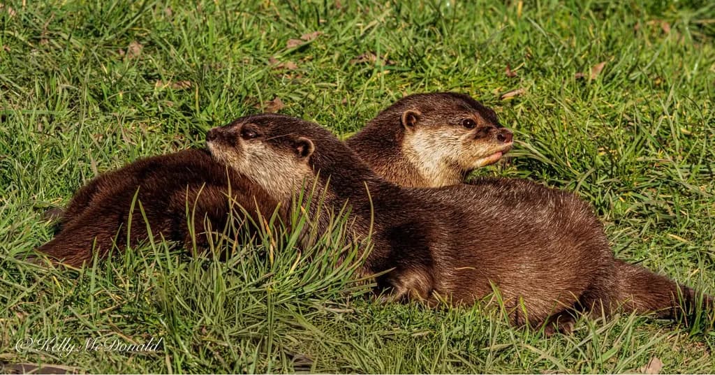 Otter Companions