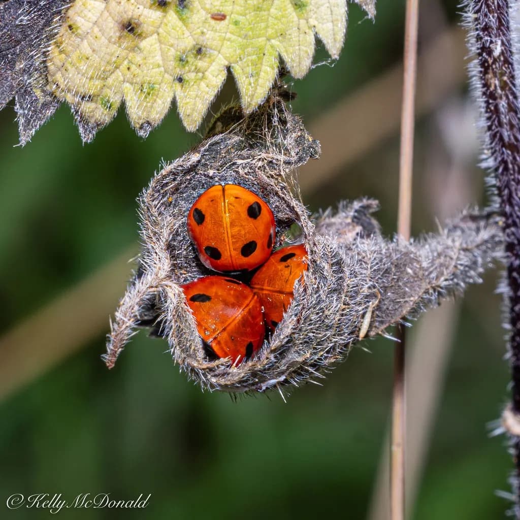 Ladybug Sanctuary