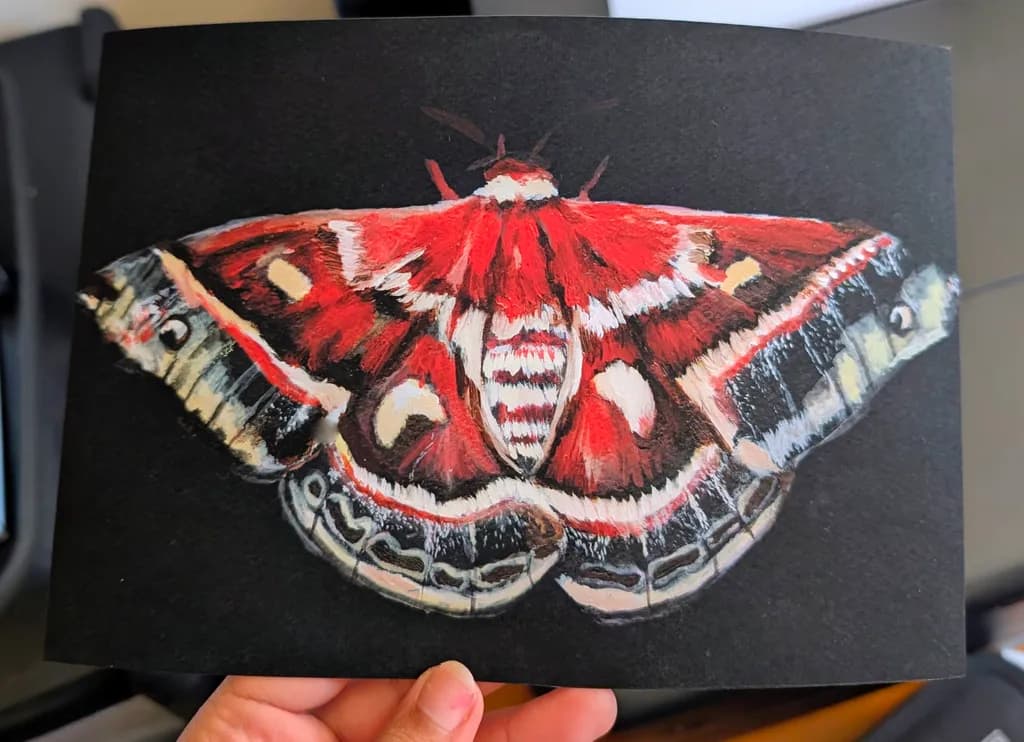 Crimson Moth