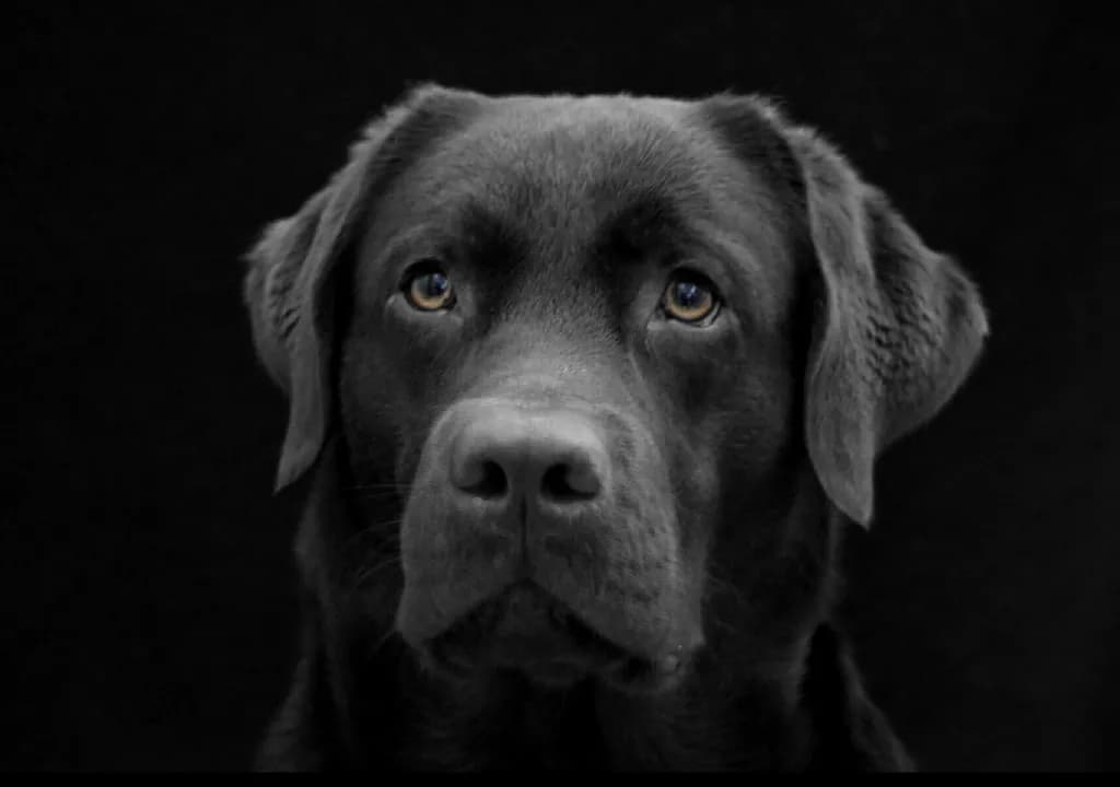 Quiet Gaze
