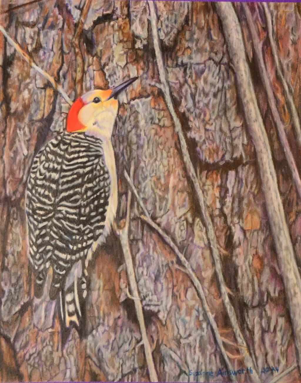 Red-bellied Woodpecker