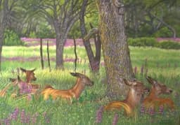 Red Deer Hinds
