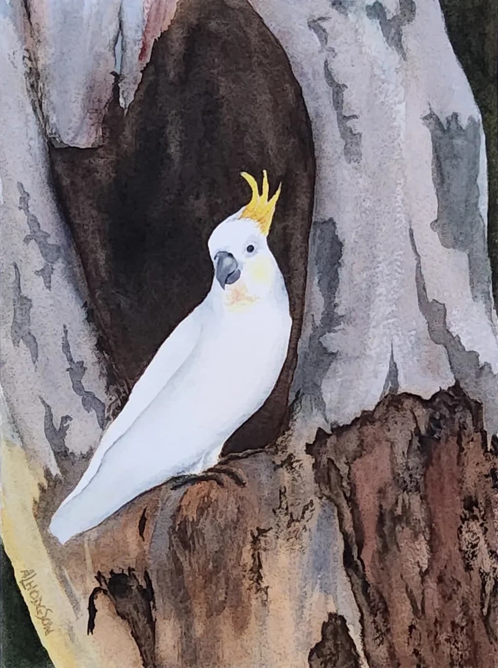 Tree Hollow Cockatoo