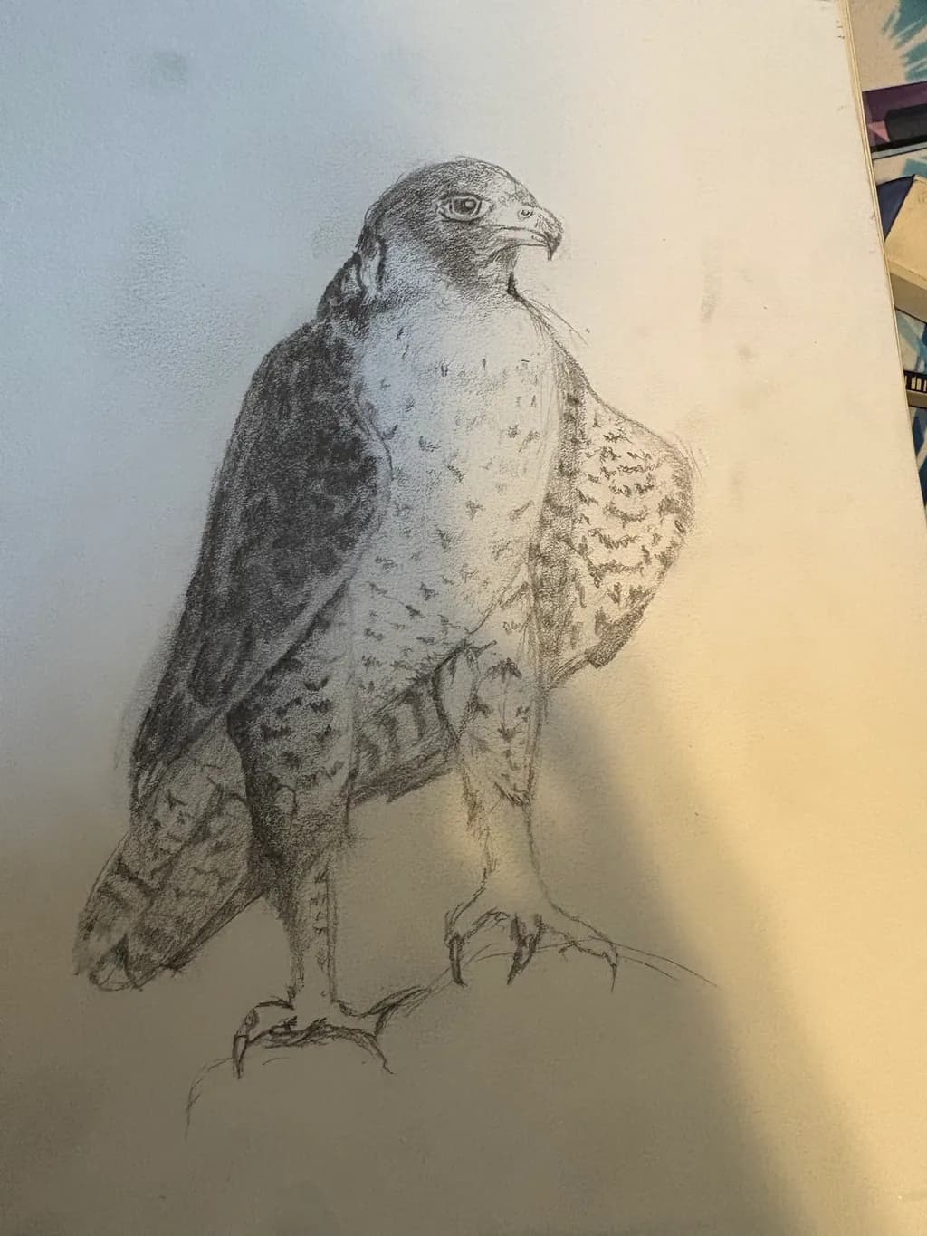 Perched Falcon