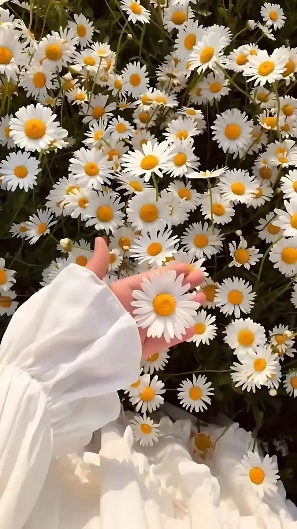 Daisy Embrace