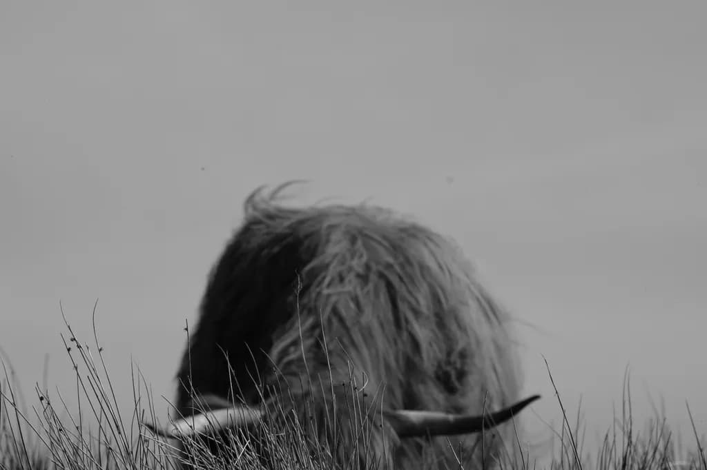 Hidden Highlander