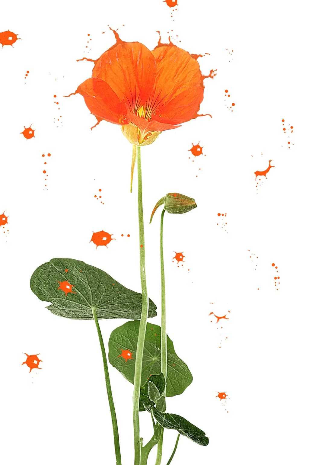 Nasturtium Burst