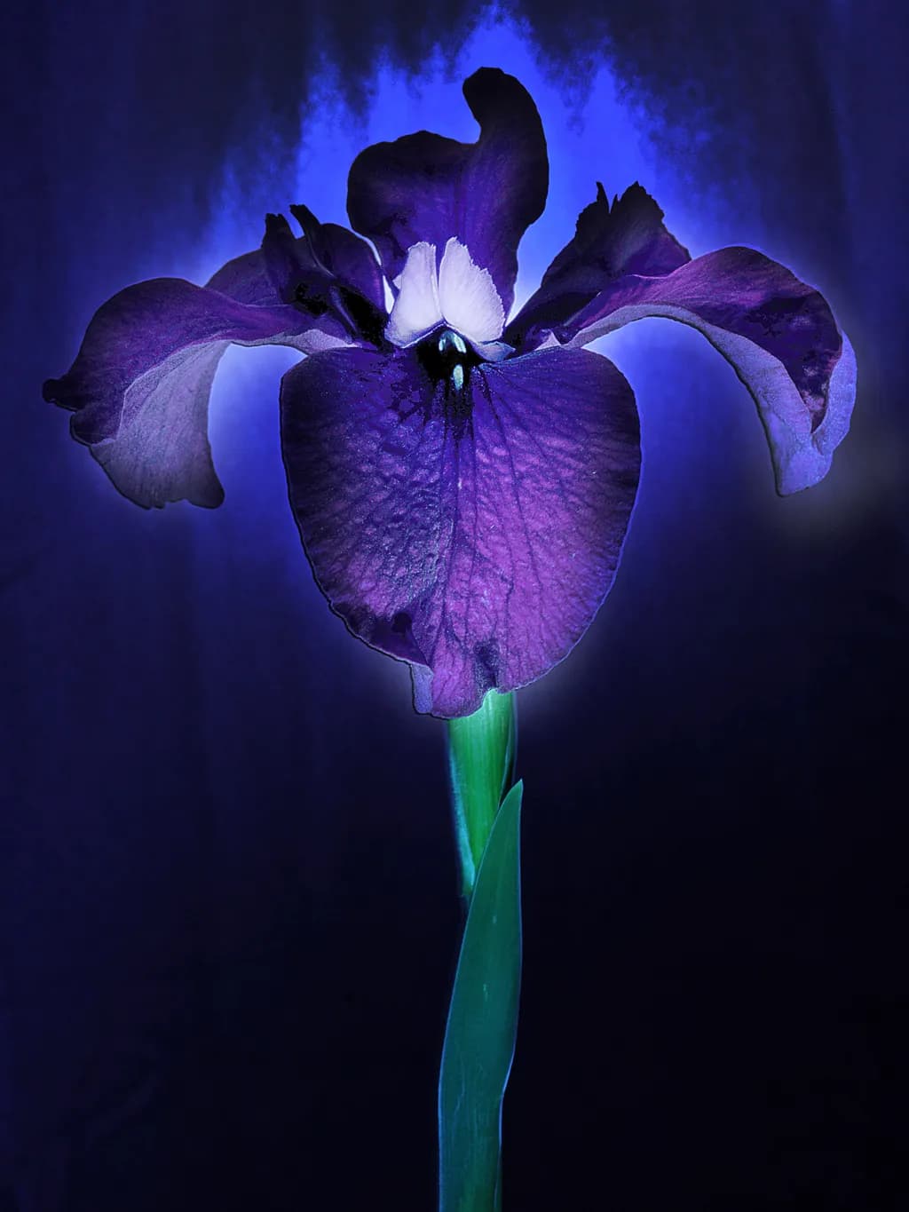 Iris
