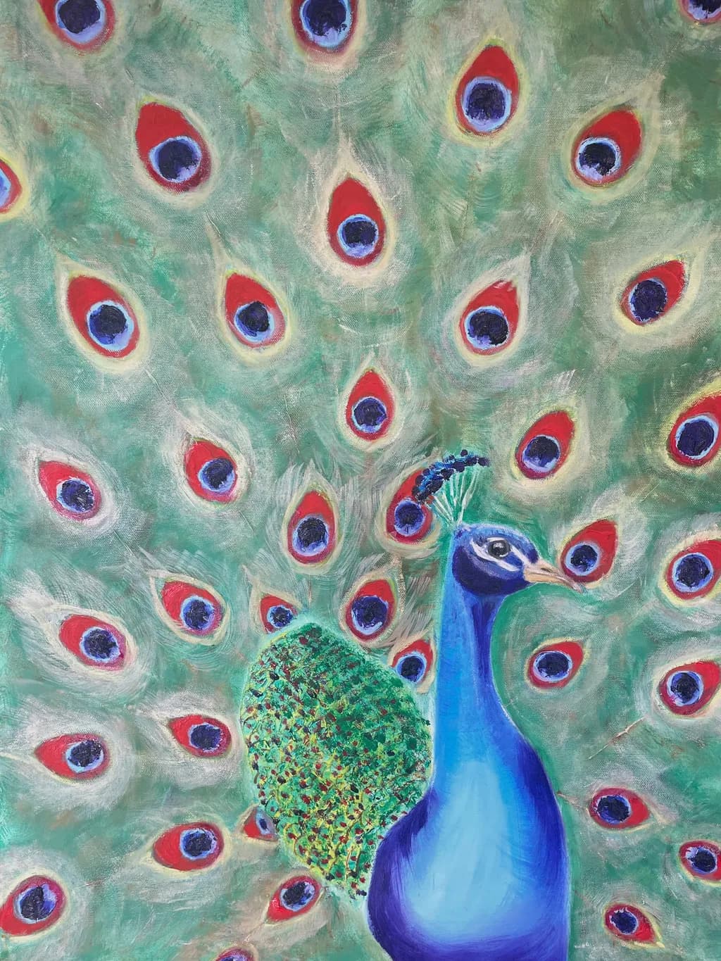 Peacock Panorama