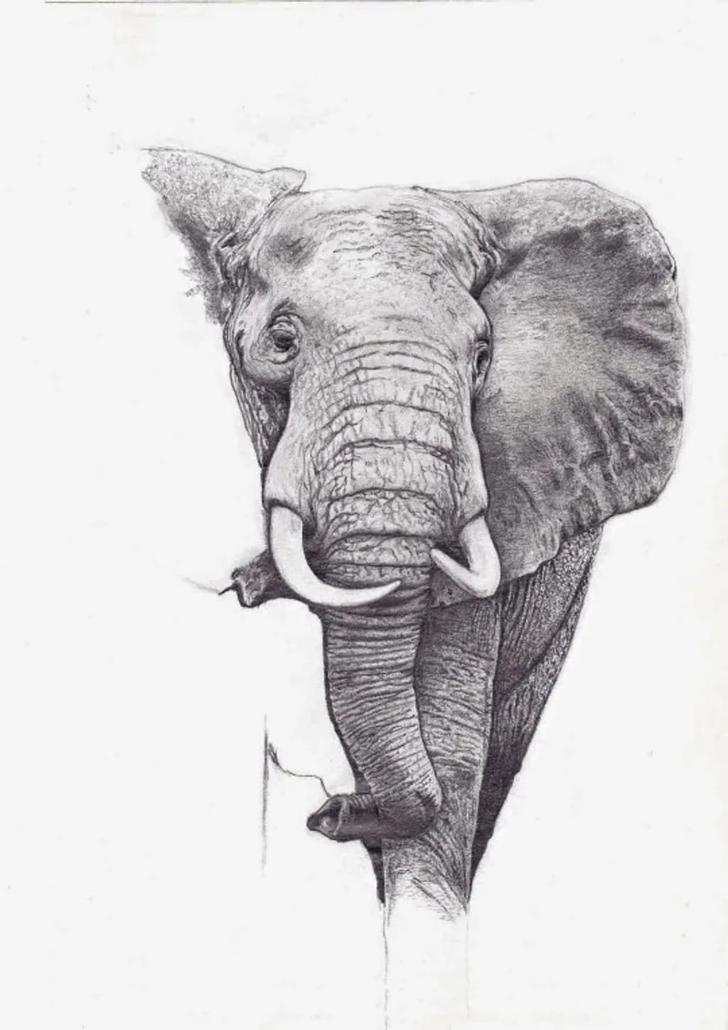 Elephant Gaze
