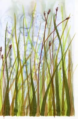 Pond Shore
