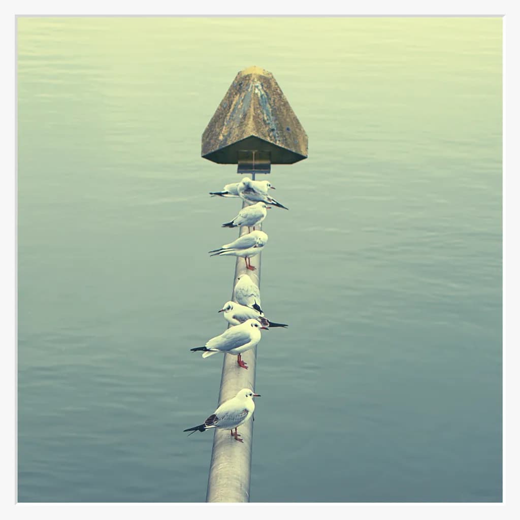 Seagulls in Line