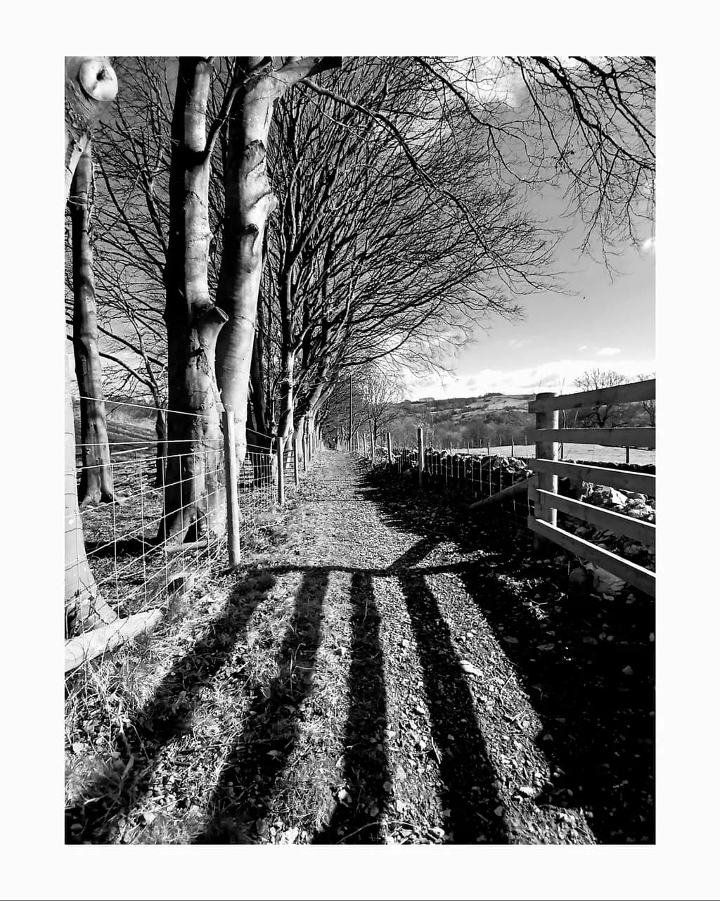 Winter Pathway Shadows