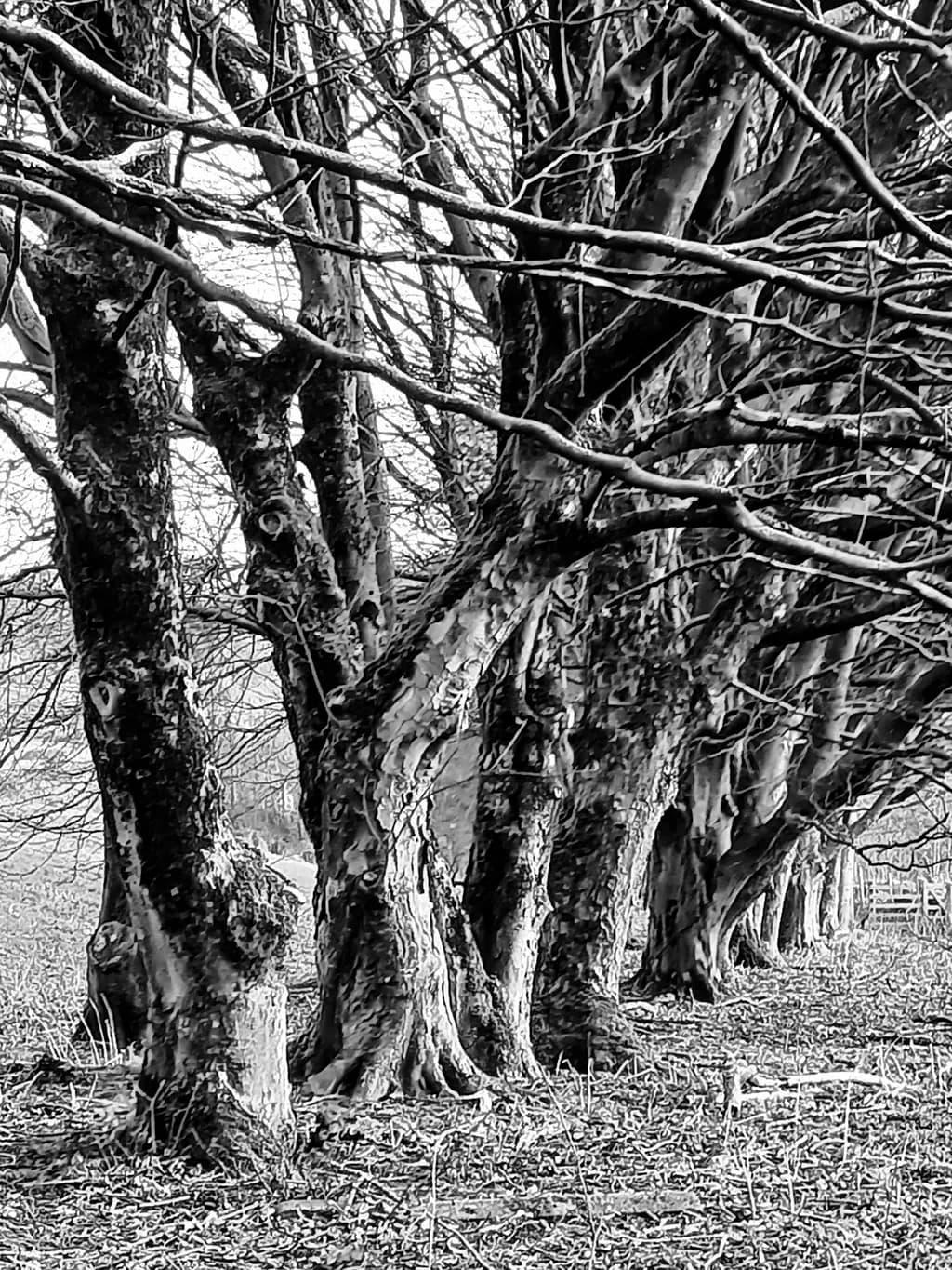 Silent Sentinels