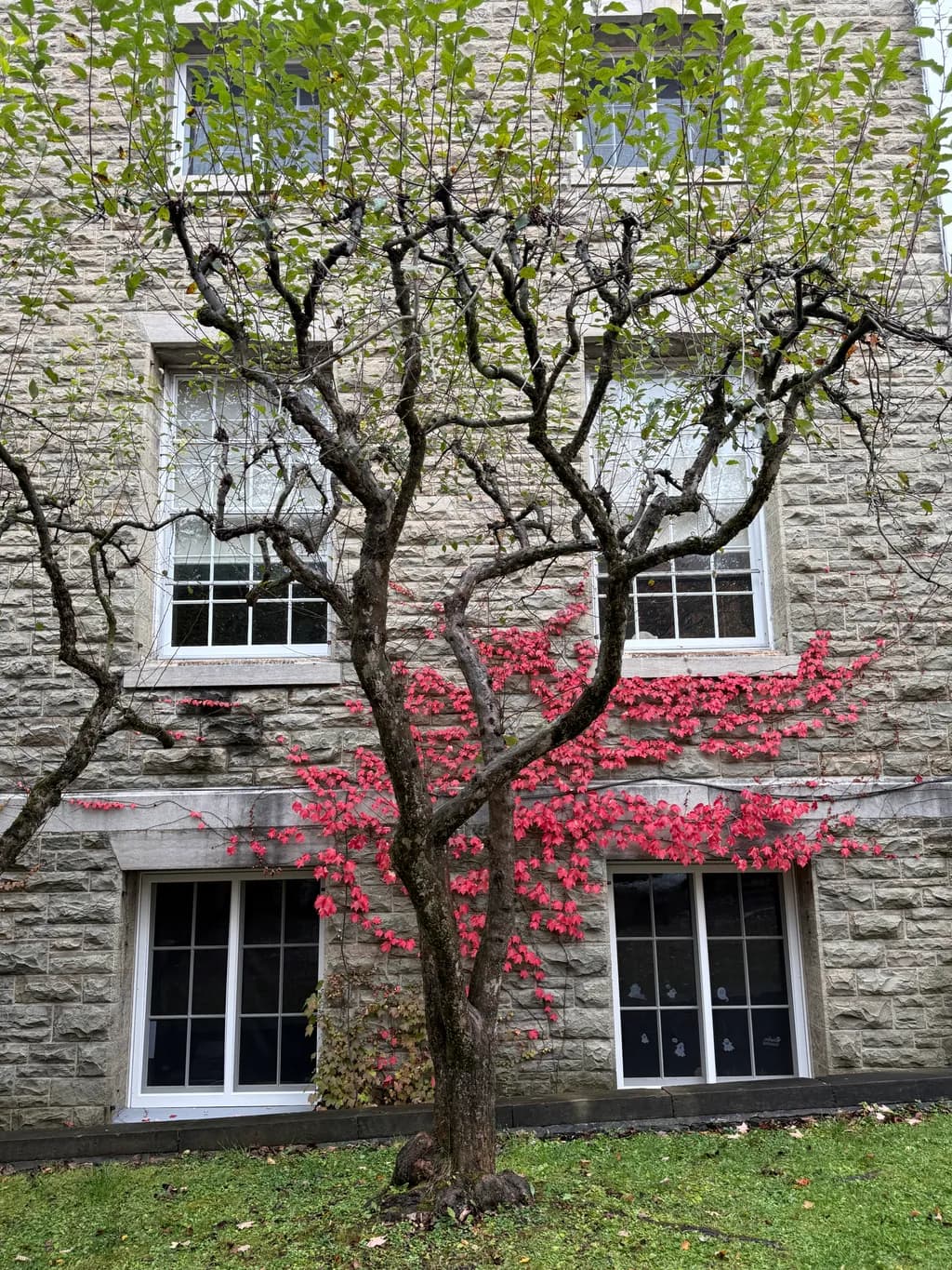 Autumn Tendrils