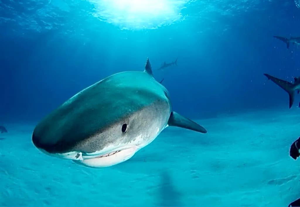 Ocean Shark Glide