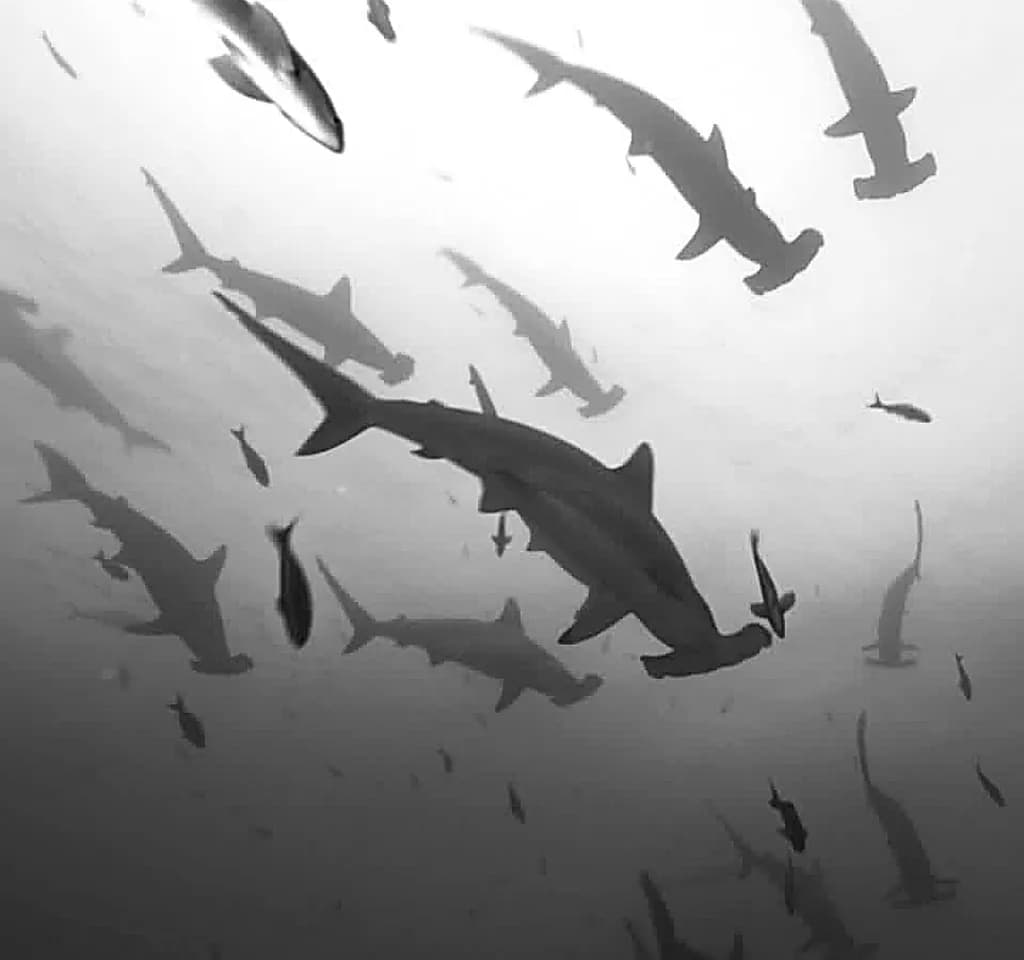 Hammerhead Sharks School