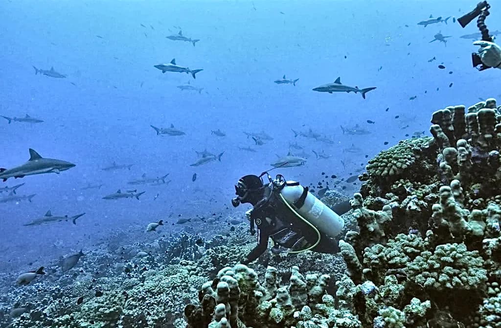 Diver Among Sharks and Coral