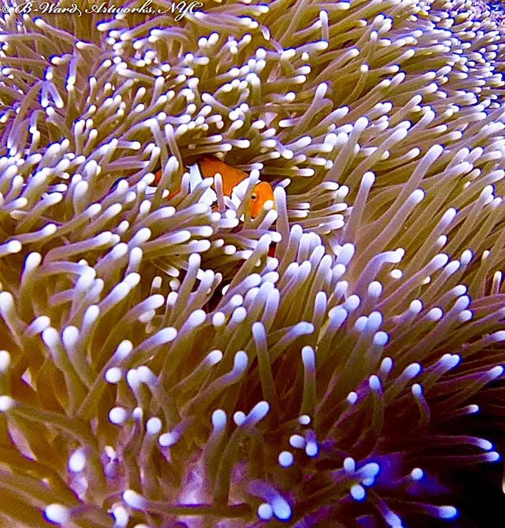 Clownfish in Anemone